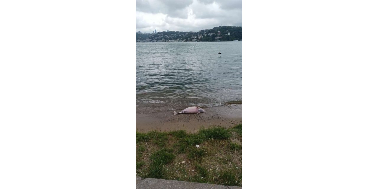 Beykoz’da ölü yunus kıyıya vurdu