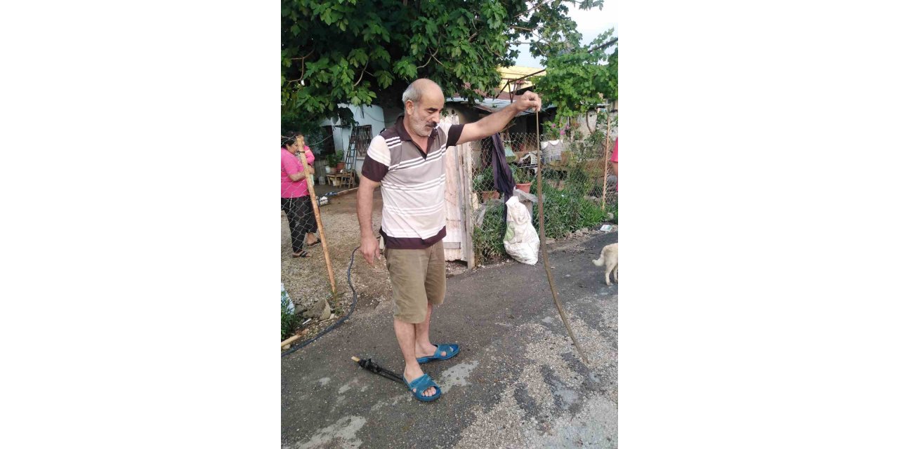 Eve giren yılanı eliyle yakaladı