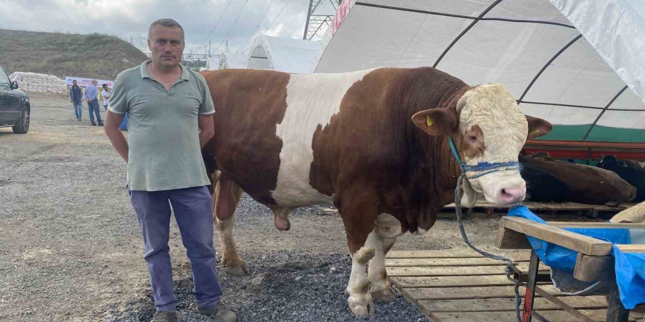 Sultangazi kurban pazarının en büyüğü “Ilgaz” alıcısını bekliyor