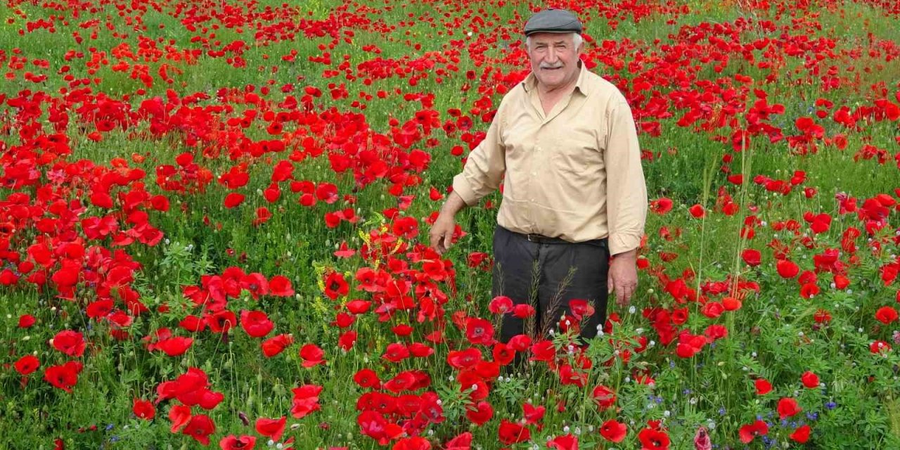 Kütahya’da gelincik tarlası görsel şölen sunuyor