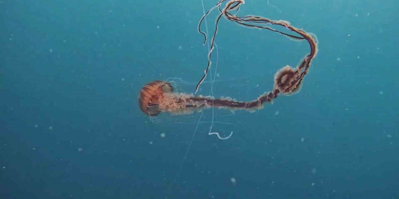 İstanbul’da 4 metrelik zehirli denizanası böyle görüntülendi