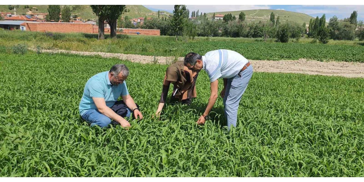 Çayır mera kontrolleri devam ediyor