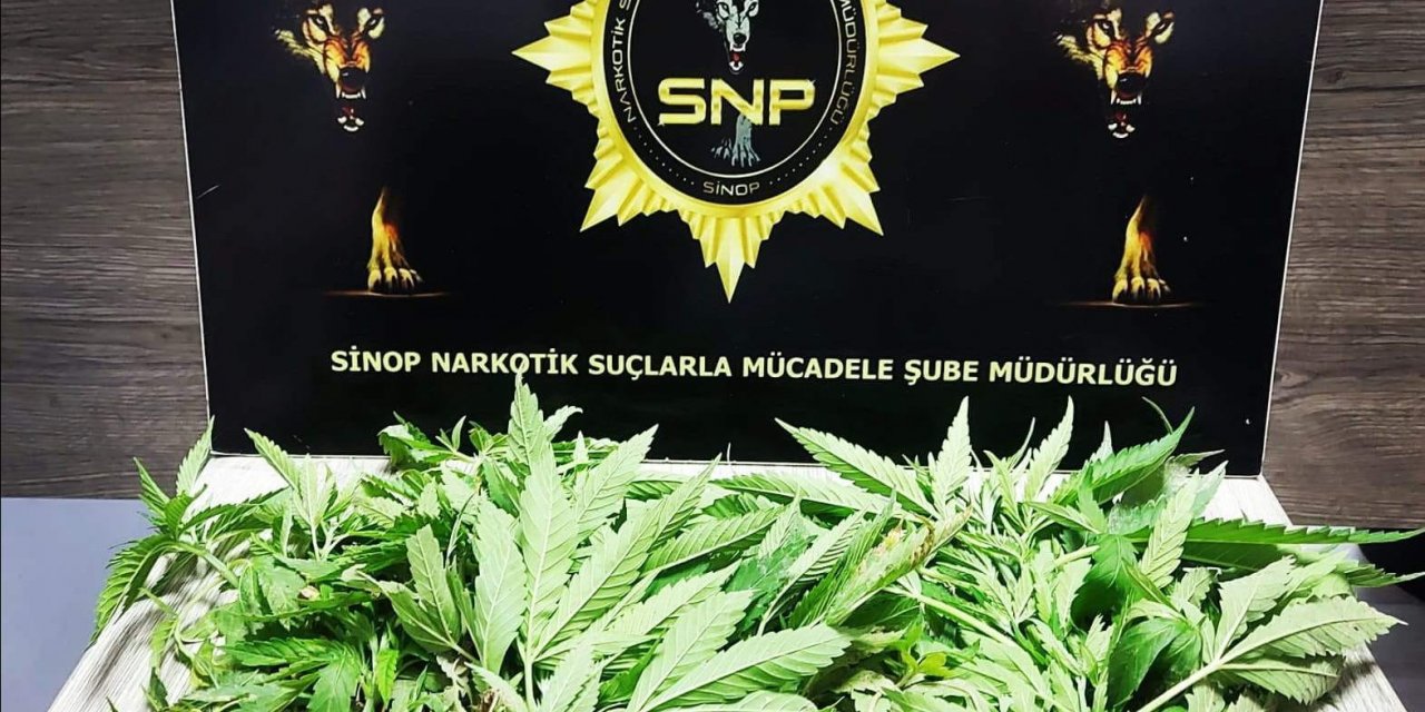 Sinop’ta 35 kök Hint keneviri ele geçirildi