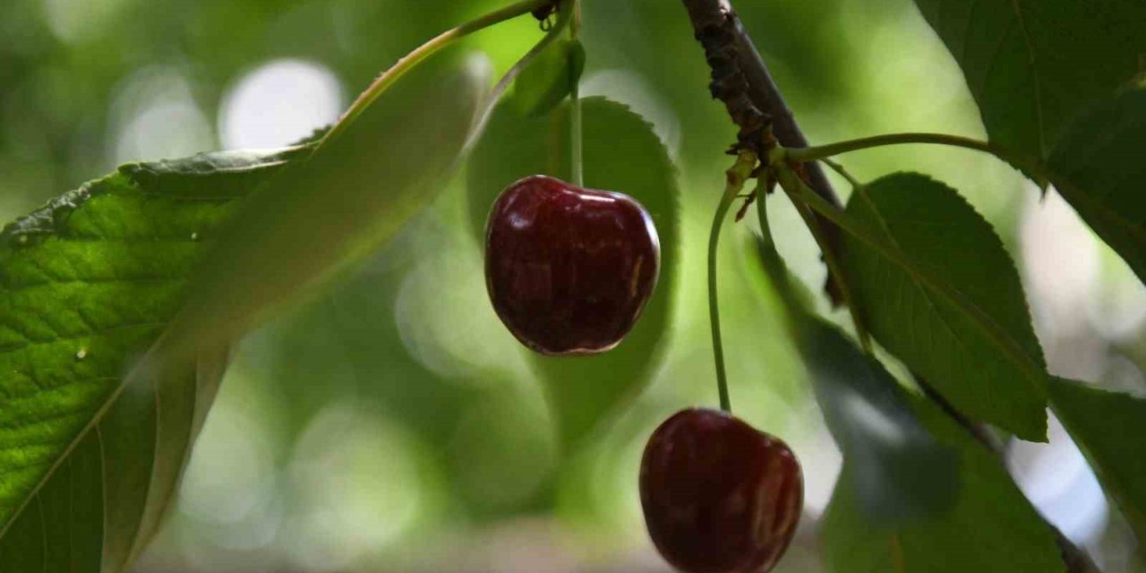 Kiraz yarışmasının ödülleri belli oldu