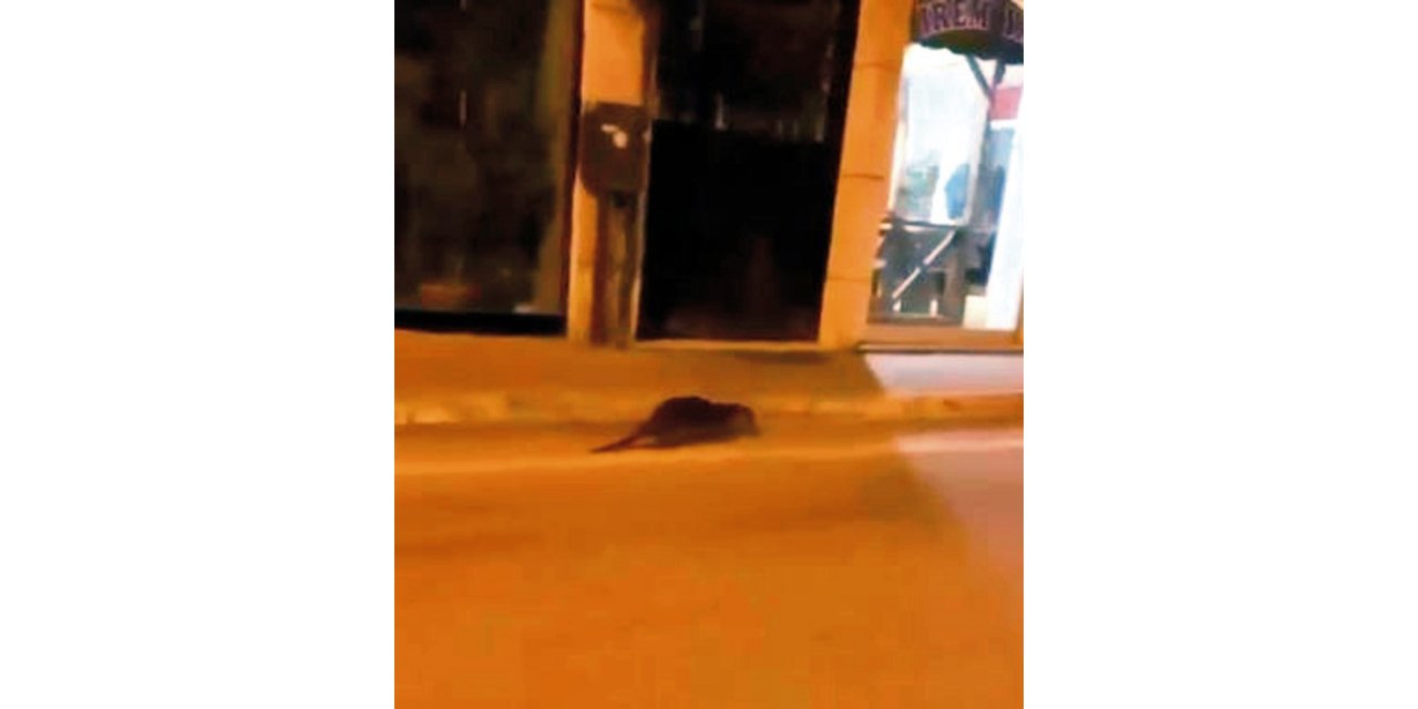 Bursa Mudanya’da su samuru caddede görüldü