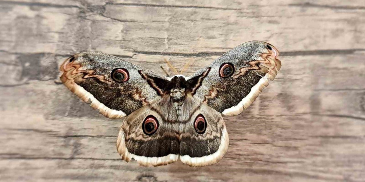 Tokat’ta dev Tavus güvesi görüldü