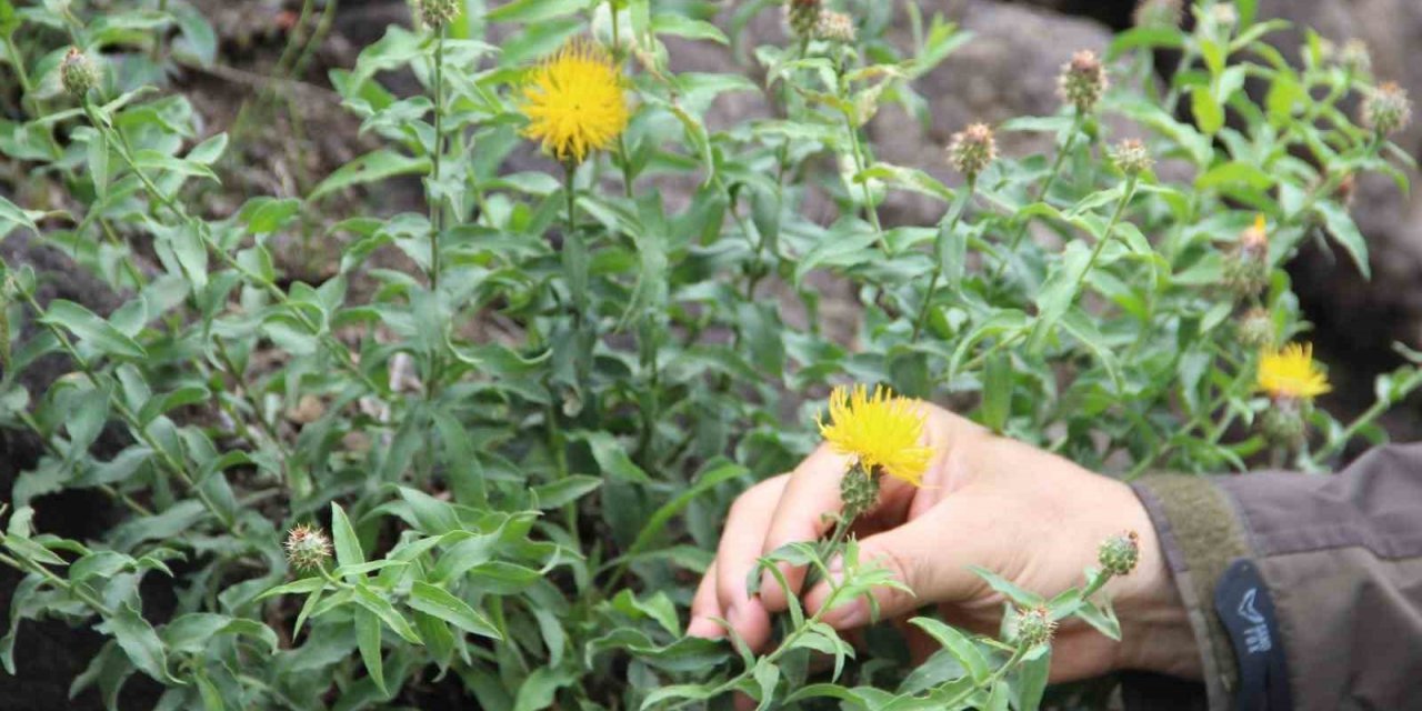 Koparmanın cezası 244 TL