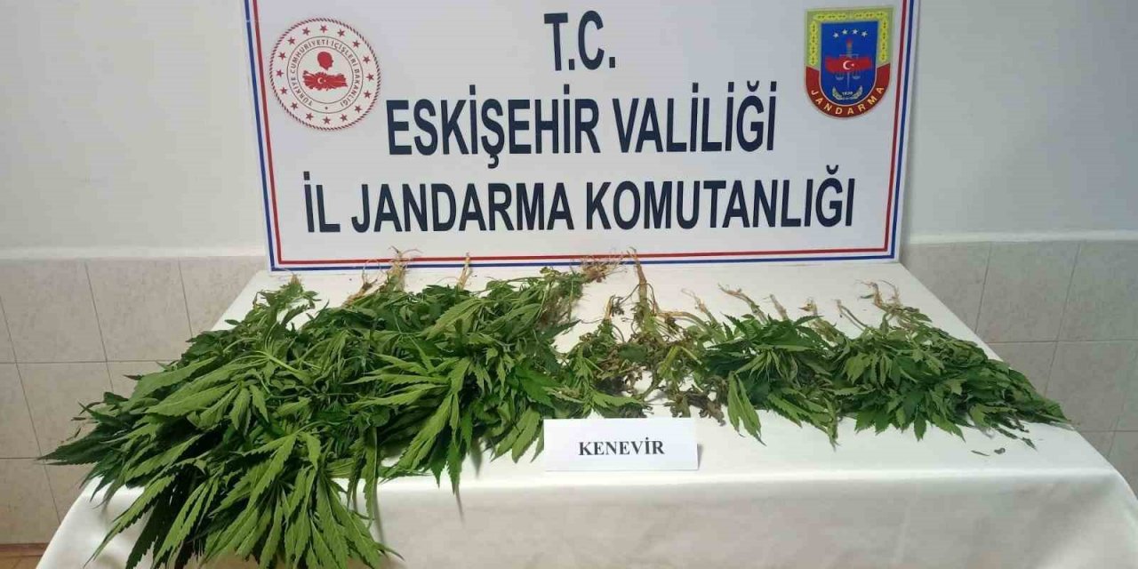 Şüpheli şahısların ev ve eklentilerinde 38 kök kenevir bitkisi bulundu