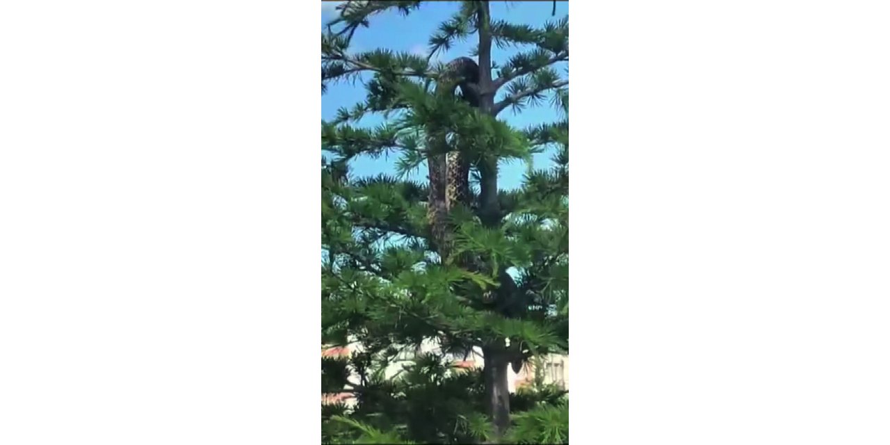 Sosyal medyada paylaşılan anakonda büyüklüğündeki yılan paniğe neden oldu, gerçek itfaiye ekiplerin gelmesiyle ortaya çıktı