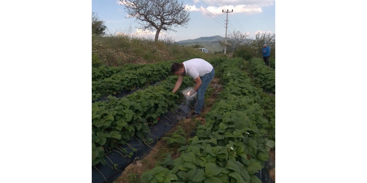 Aydın’da hasat öncesi çilek bahçeleri kontrol edildi