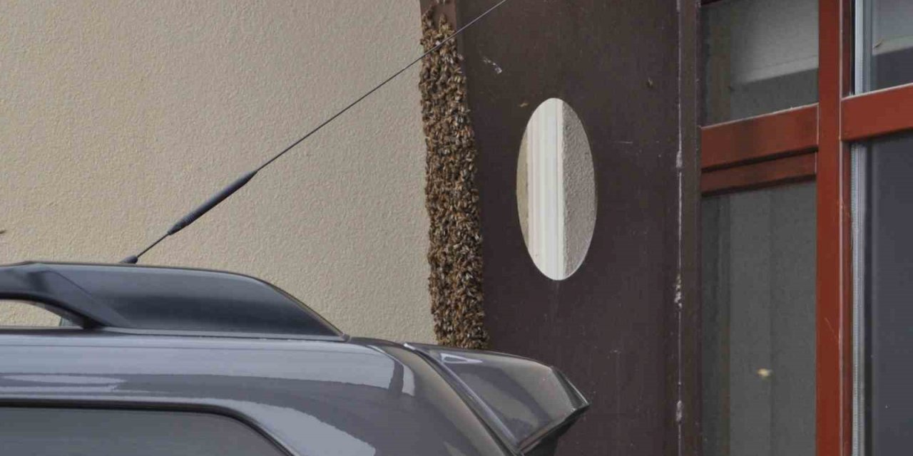 Kaçan kraliçe arı yüzlerce arıyı beraberinde getirdi