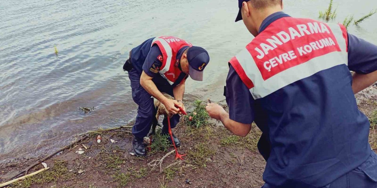 Olta yutmuş leylek doğaya salındı