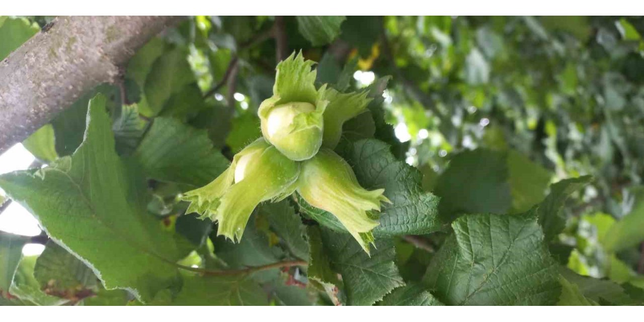 Fındıkta verimi ve kaliteyi düşüren hastalık