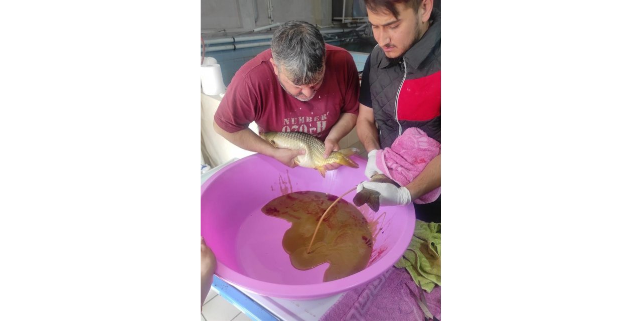 Anaç pullu sazan balıklarının sağımları başladı