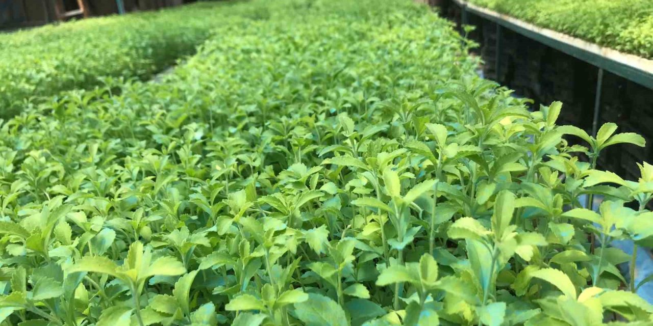 Stevia bitkisi, başta Amerika Birleşik Devletleri başta olmak üzere ihraç edilmeye başlandı