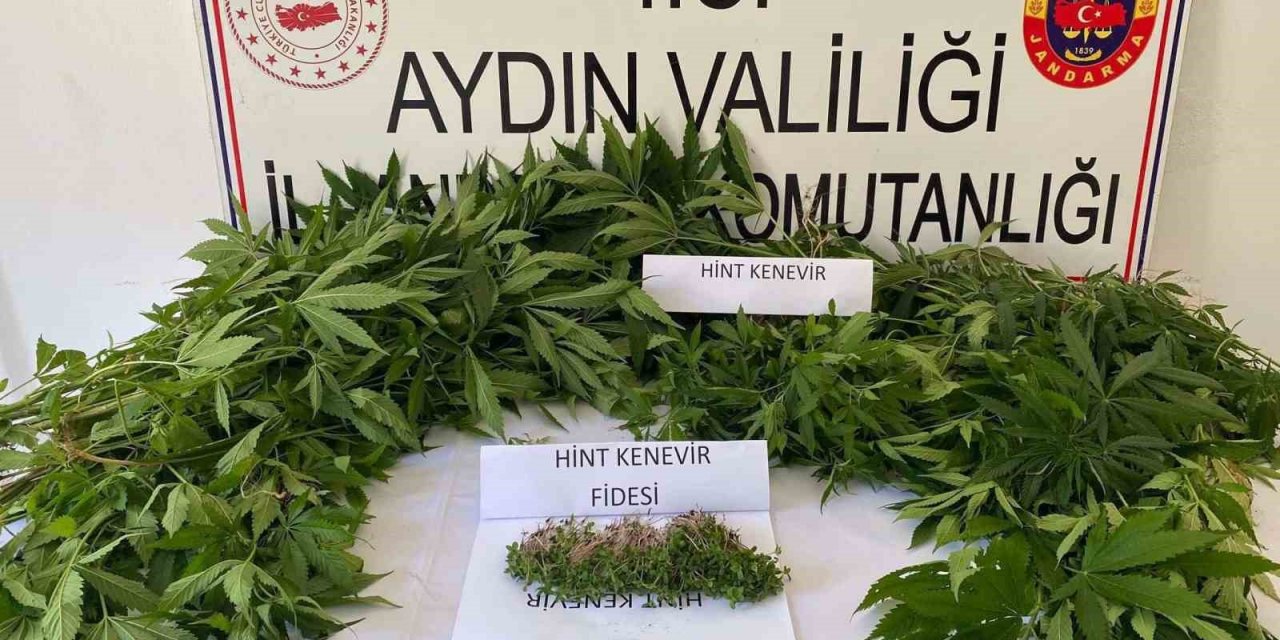 Bahçede kenevir ekimine jandarma baskını: 1 gözaltı