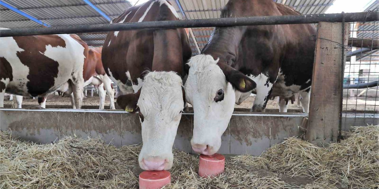 Denizli’de 646 bin hayvanın mineral ihtiyacı karşılanıyor