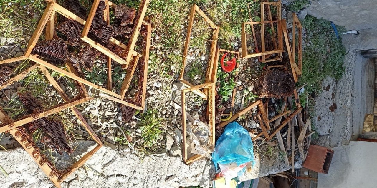 Trabzon’un o ilçesinde ayı kabusu sürüyor