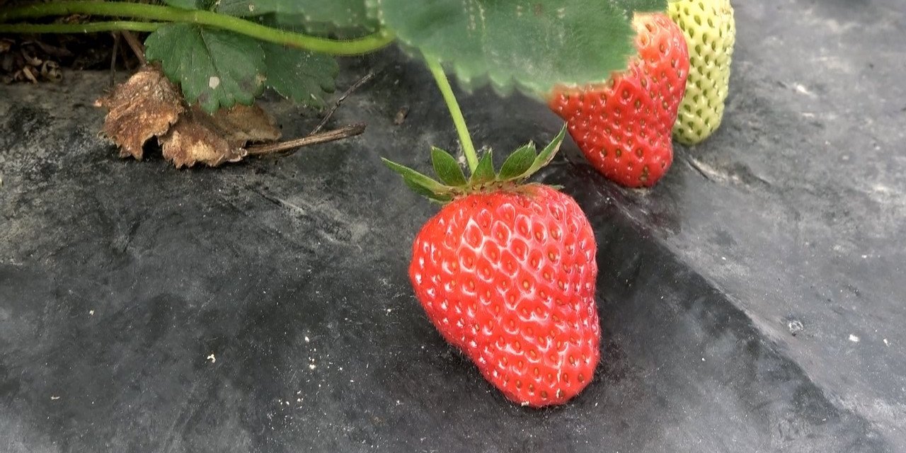 Bu çileğin pazar sorunu yok