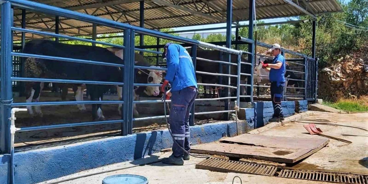 Büyükşehir Mezbahaları ile Kurban Bayramı’na hazır