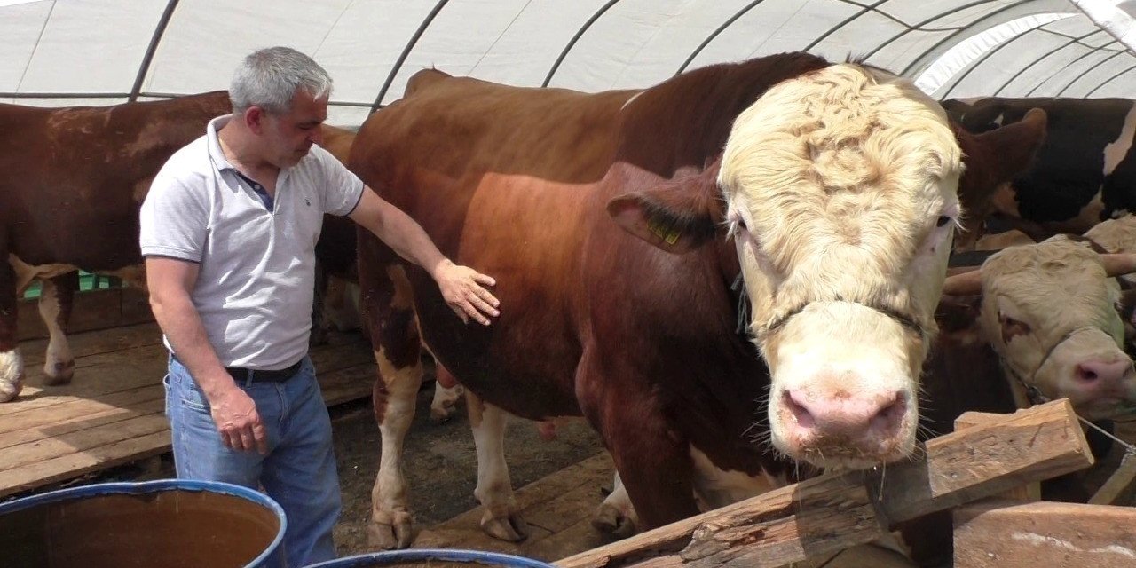 Sultangazi’de bin 540 kilo ağırlığındaki TOGG isimli dana alıcısını bekliyor