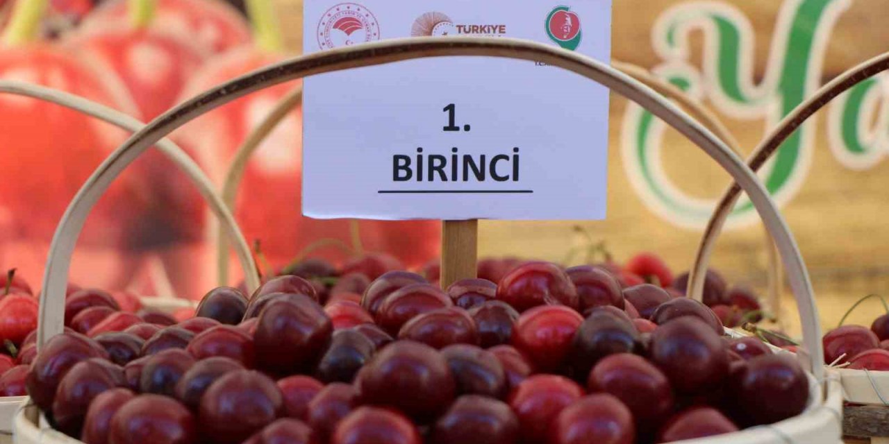 Amasya kiraz üretiminde Türkiye üçüncüsü