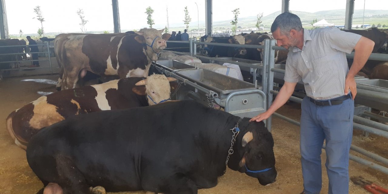 Bin 100 kiloluk dana Bey araba fiyatına satışta