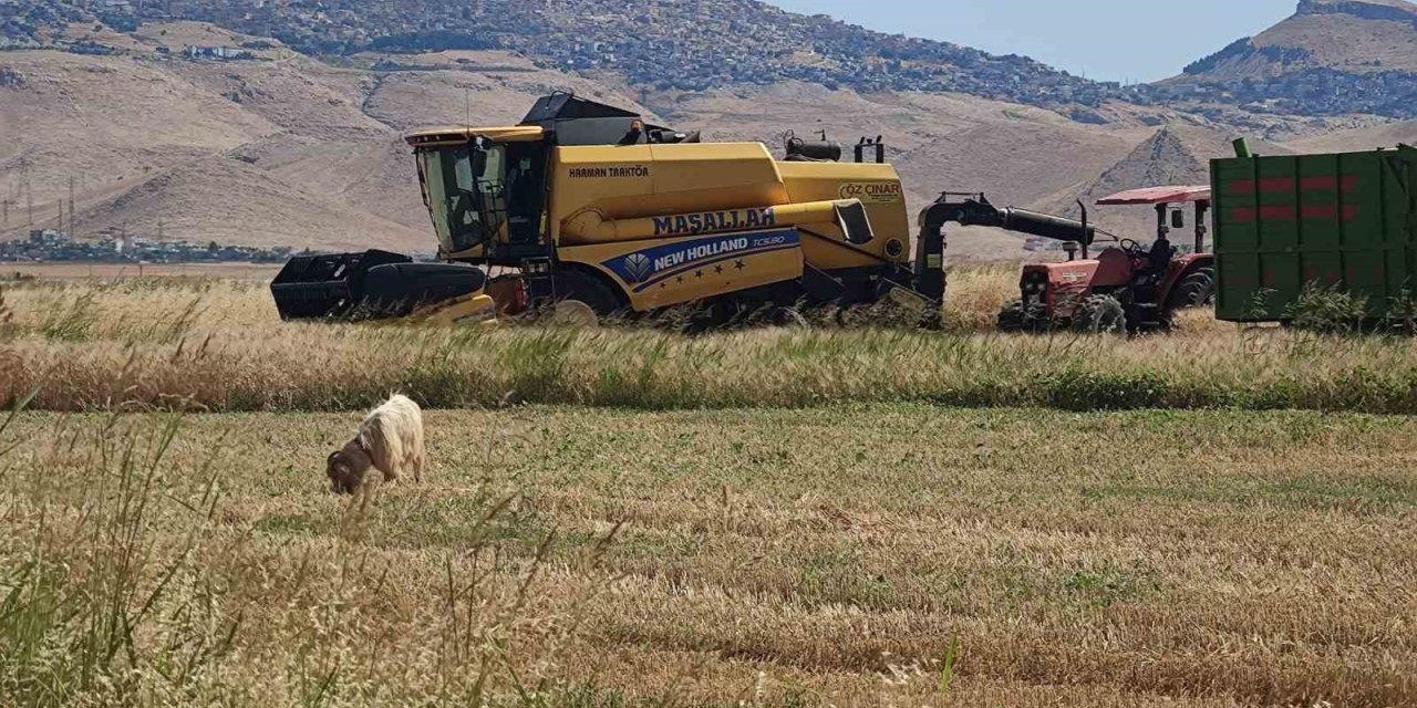 Biçerdöver operatörlerinin gurbette zorlu ekmek mücadelesi