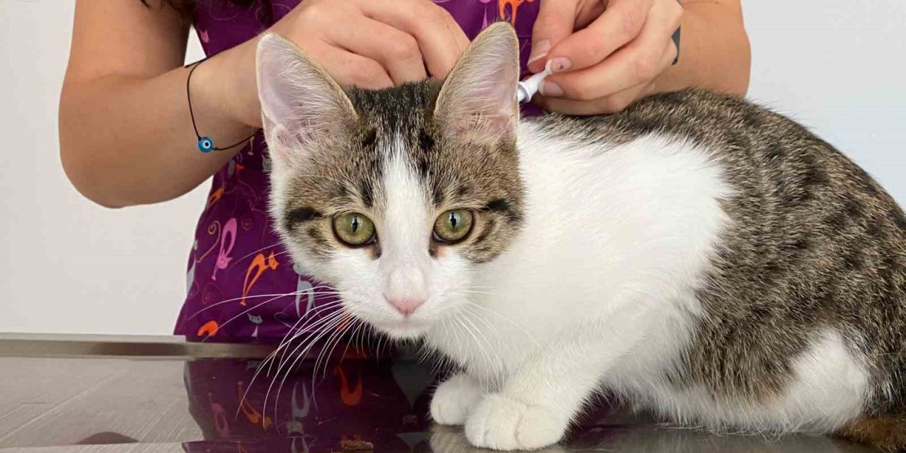 Böcek ilacı kullanırken dikkat: Hayvanlar için hayati risk oluşturuyor