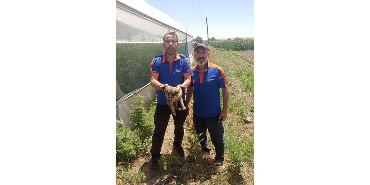 Batman’da su kuyusuna düşen yavru köpek kurtarıldı