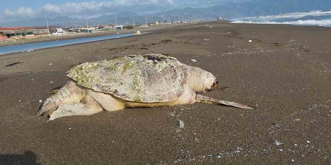 Hatay’da sahilde ölü caretta caretta bulundu