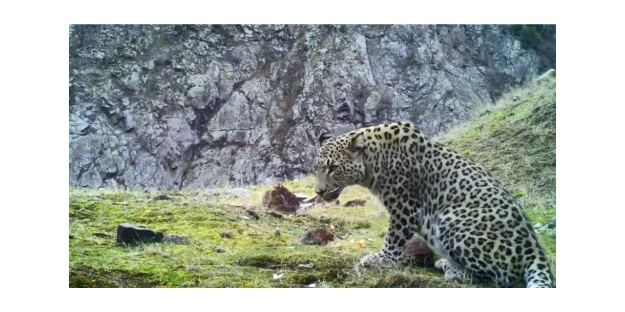 Aydın’da kurulu 100’ün üzerinde fotokapanla Anadolu Parsı aranıyor