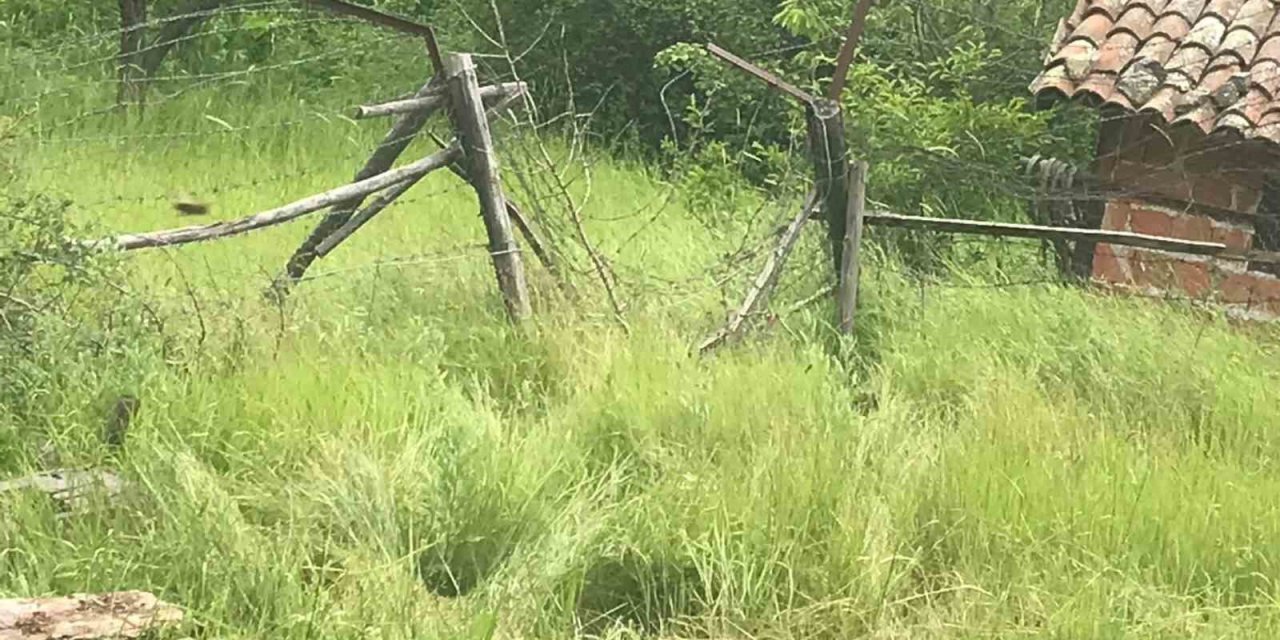 Aç kalan ayılar arı kovanlarını parçaladı