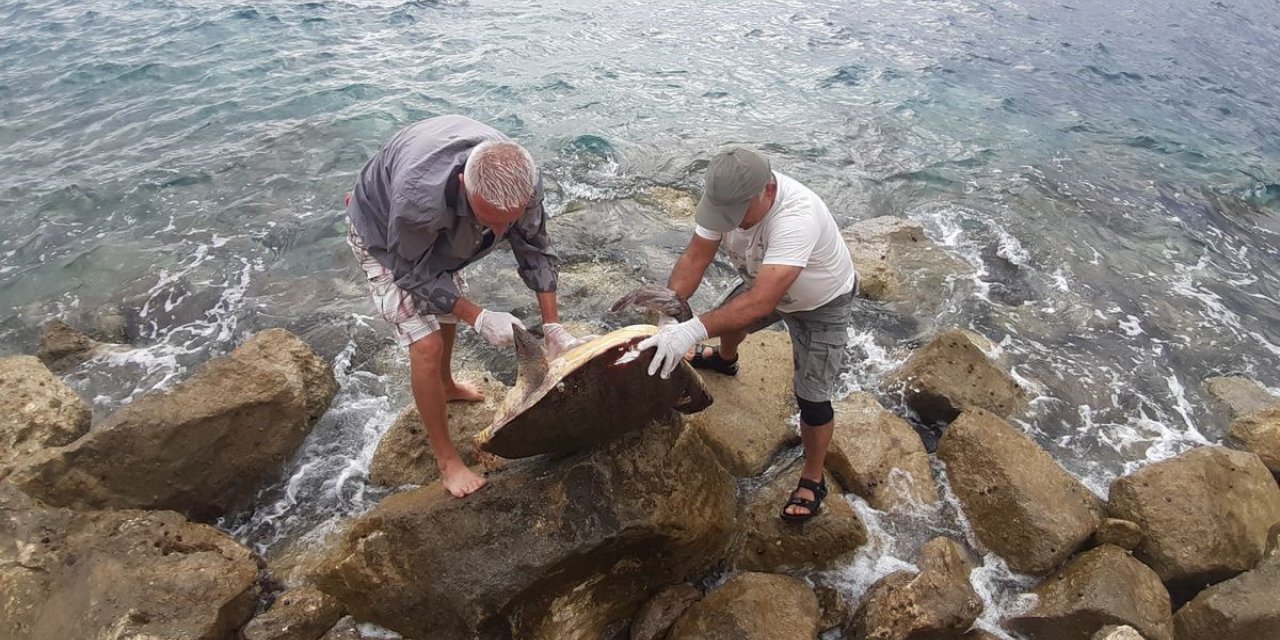 Kuşadası’nda caretta caretta cinsi deniz kaplumbağası kıyıya vurdu