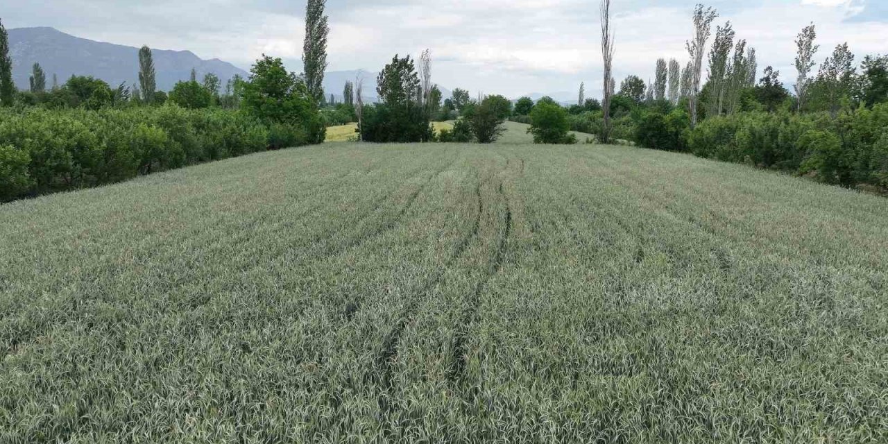 Büyükşehir’in hibe ettiği ata tohumları boy verdi