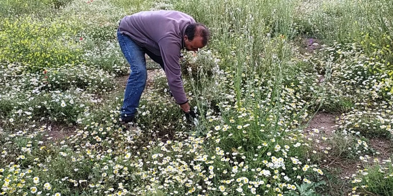 Hisarcık’ta papatya köylülerin geçim kaynağı haline geldi