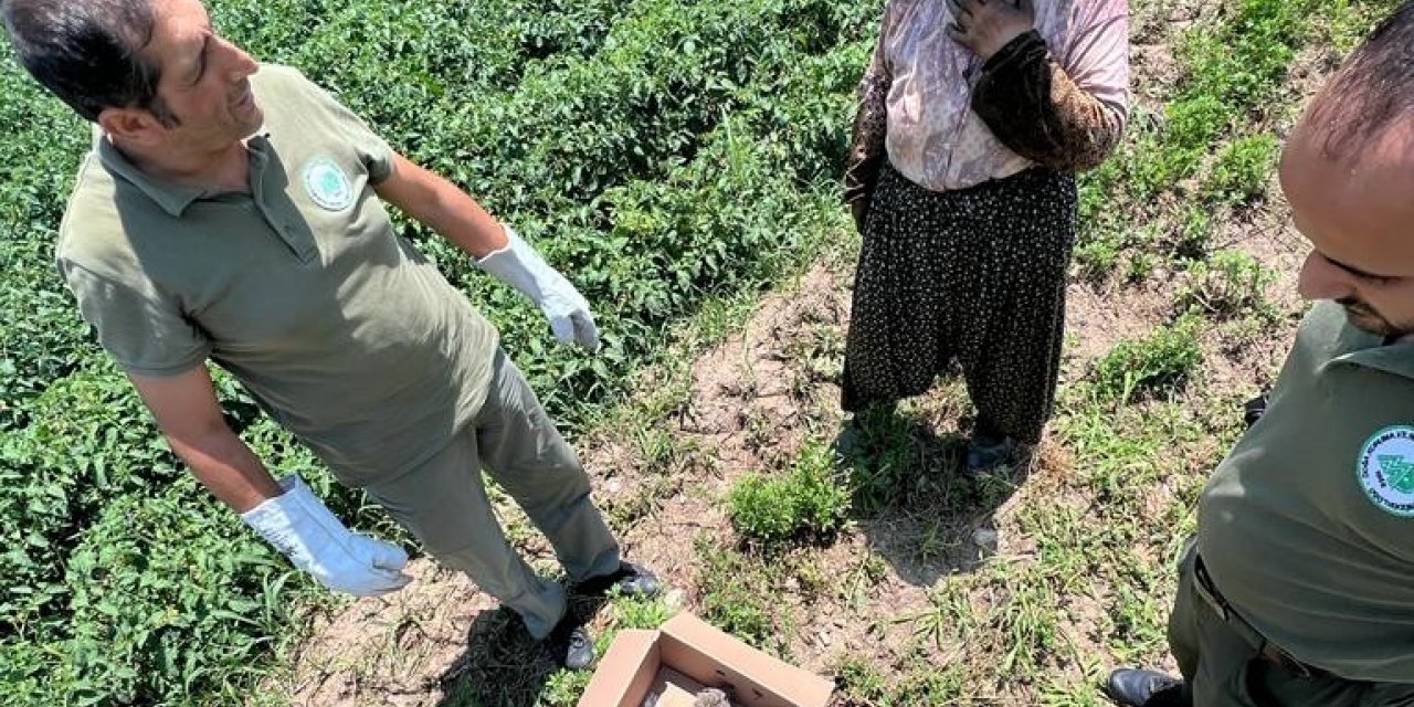 Sevimli kirpiler doğal ortamlarına kavuştu