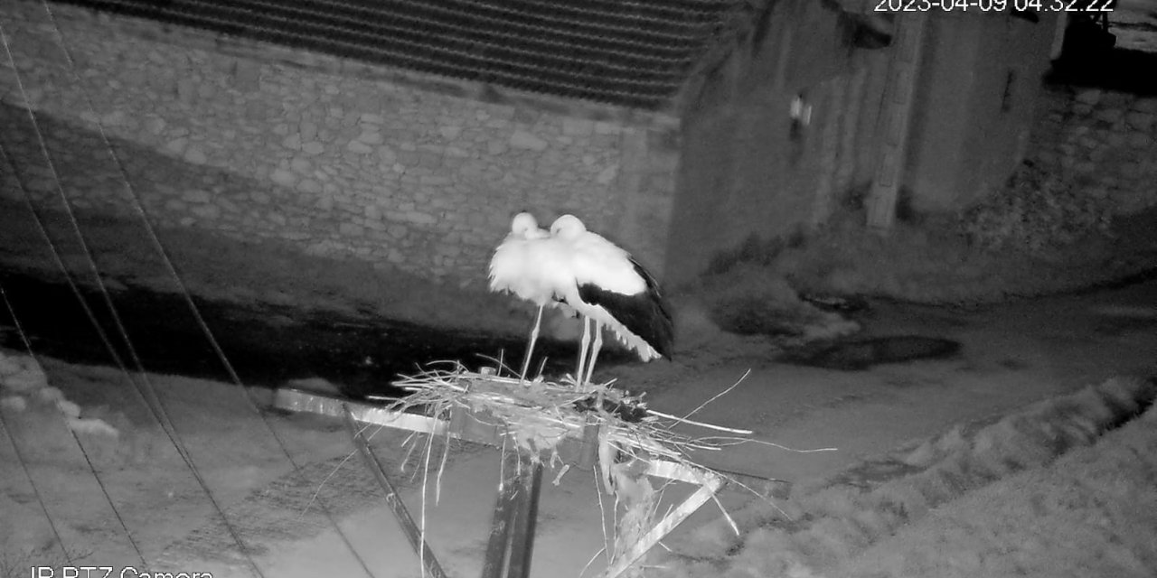 Leylekleri güvenlik kamerası ile izliyor