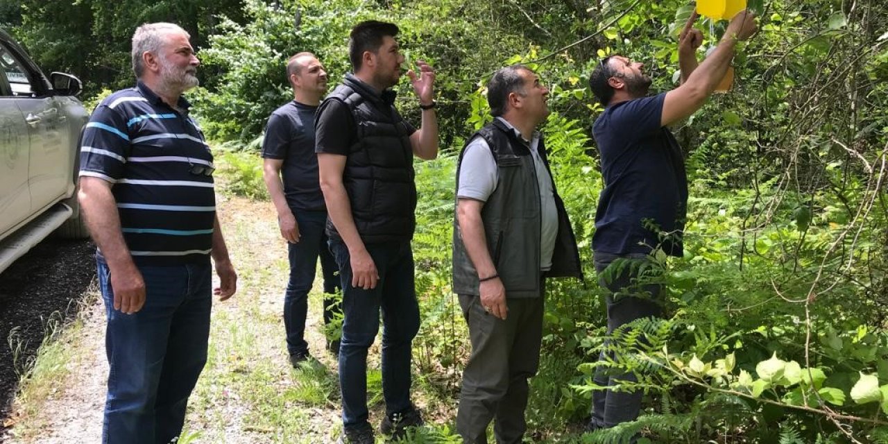 Zararlı böceklere karşı ormanlara “feromon tuzağı” kuruluyor