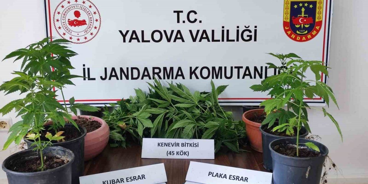 Yalova’da evinde kenevir yetiştiren zanlı gözaltına alındı