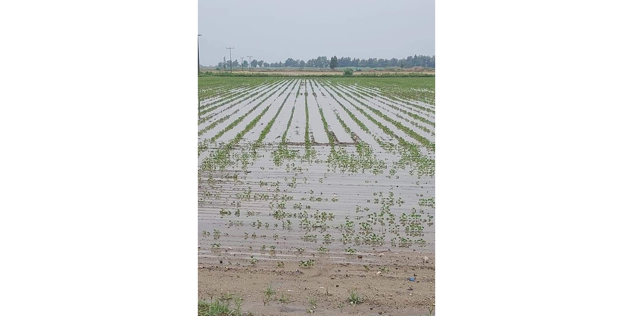 Yağışlar, Söke Ovası’nda pamuğa mantar getirdi