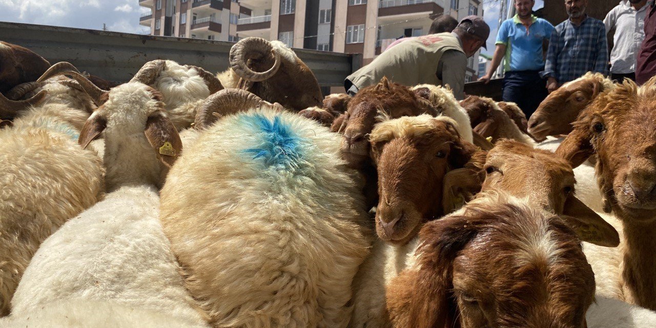Depremde hayvanlarını kaybedenlere hayvan dağıtıldı