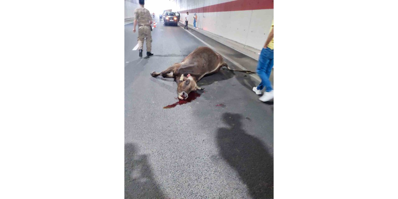 Gümüşhane’de tünel içerisinde hafif ticari aracın çarptığı inek telef oldu, 3 kişi yaralandı