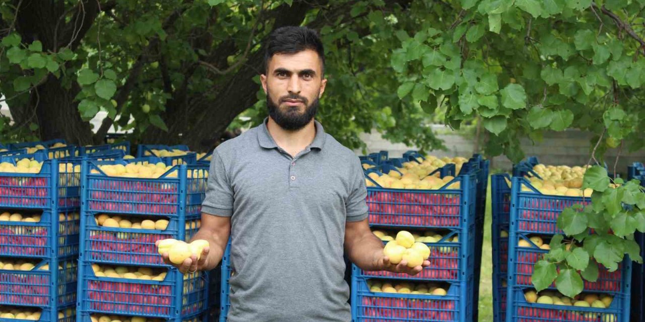 Iğdır’ın sarı altını olan kayısının hasadı başladı