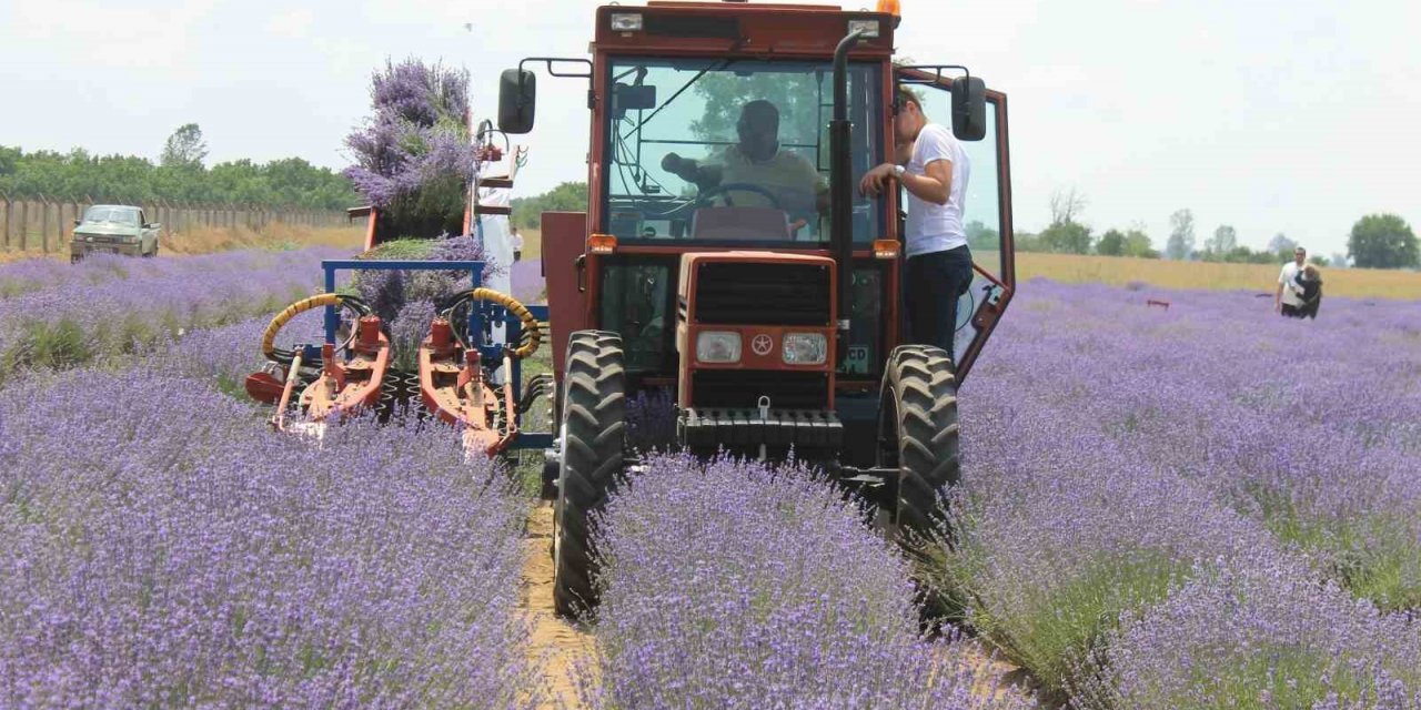 Hasadı başlayan lavanta yağının kilosu bin 300 liradan satılıyor