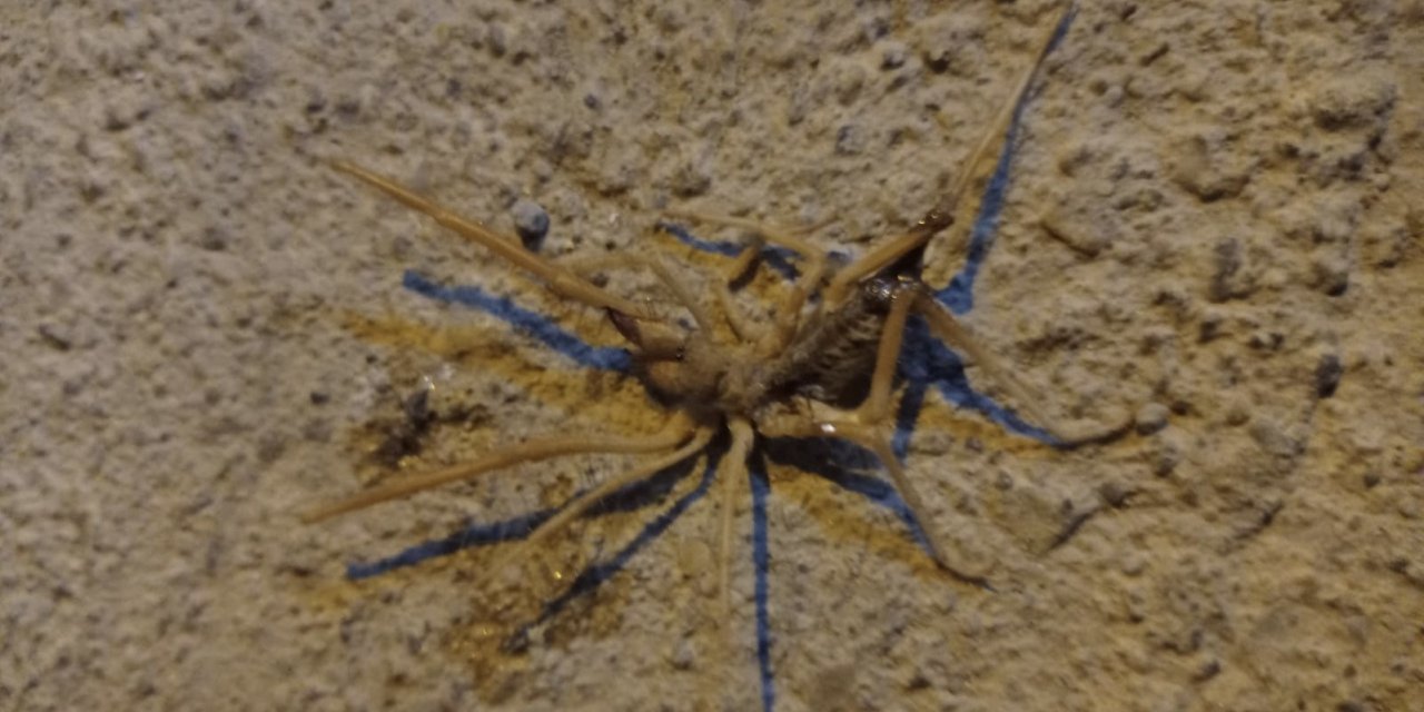 Batman’da ‘Sarıkız’ örümceği paniği