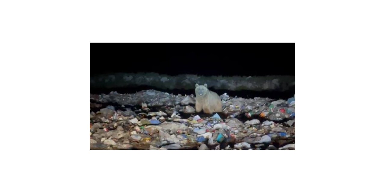 Boz ayılar yiyecek ararken böyle görüntülendi