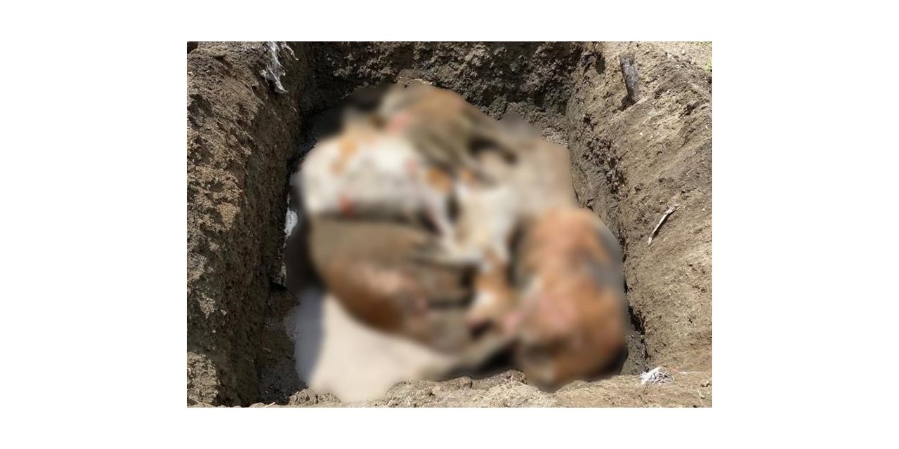 Tek geçim kaynağı olan inekleri yangında telef oldu