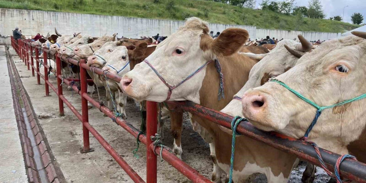 Kurban Bayramı öncesinde hastalıklara karşı uyarı