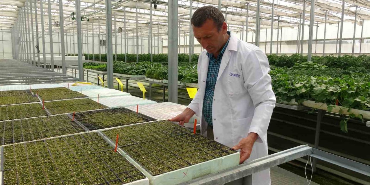 Topraksız tarım çalışmalarında sona yaklaşılıyor